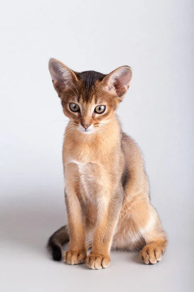 Um pequeno gato rabugento abissínio, gatinho — Fotografia de Stock