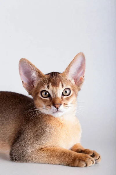 Een kleine Abessijn roodharige kat, poesje. — Stockfoto