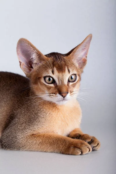 Um pequeno gato rabugento abissínio, gatinho — Fotografia de Stock