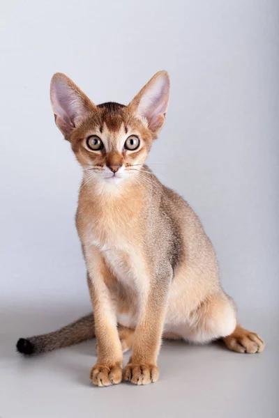 Um pequeno gato rabugento abissínio, gatinho — Fotografia de Stock