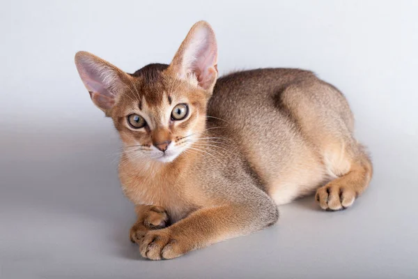 Um pequeno gato rabugento abissínio, gatinho — Fotografia de Stock