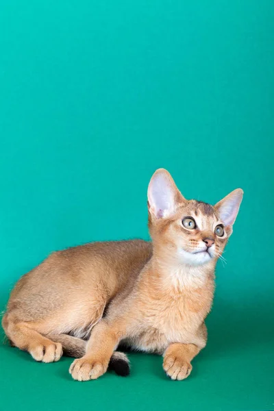 Um pequeno macho abissínio ruivo gato, gatinho — Fotografia de Stock