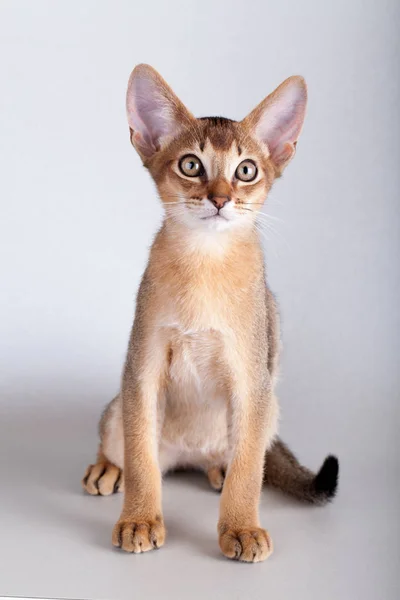 Um pequeno gato rabugento abissínio, gatinho — Fotografia de Stock