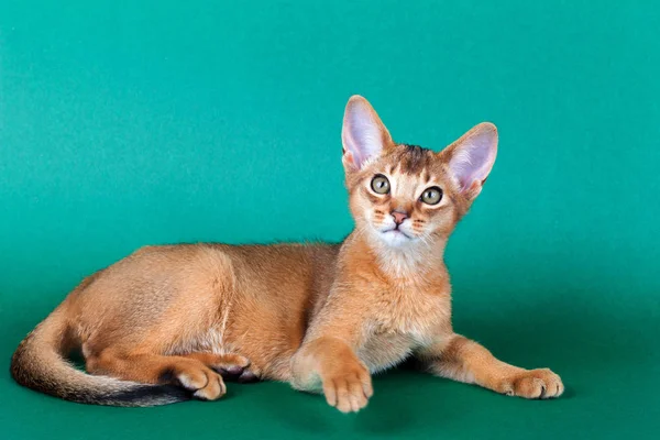 Un pequeño macho abisinio ruddy gato, gatito — Foto de Stock