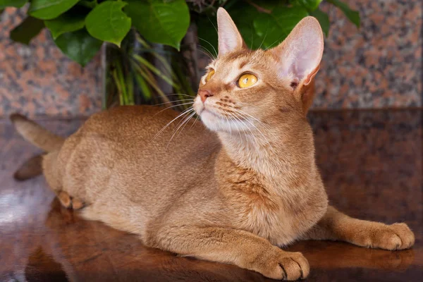 Кошка-абиссинец на коричневом столе — стоковое фото