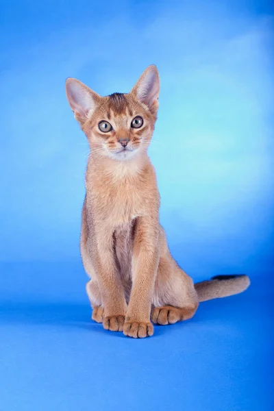 Un pequeño macho abisinio ruddy gato, gatito — Foto de Stock