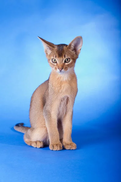 Um pequeno macho abissínio ruivo gato, gatinho — Fotografia de Stock