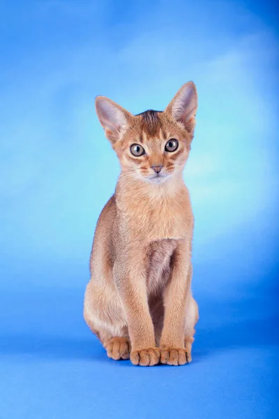Маленький абиссинский котенок, котенок — стоковое фото