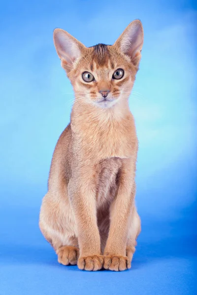 Um pequeno macho abissínio ruivo gato, gatinho — Fotografia de Stock