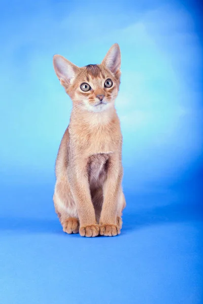 Um pequeno macho abissínio ruivo gato, gatinho — Fotografia de Stock