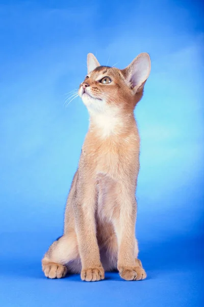 Un pequeño macho abisinio ruddy gato, gatito —  Fotos de Stock