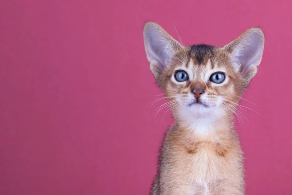 Un piccolo gatto rubicondo maschio abissino, gattino Immagini Stock Royalty Free