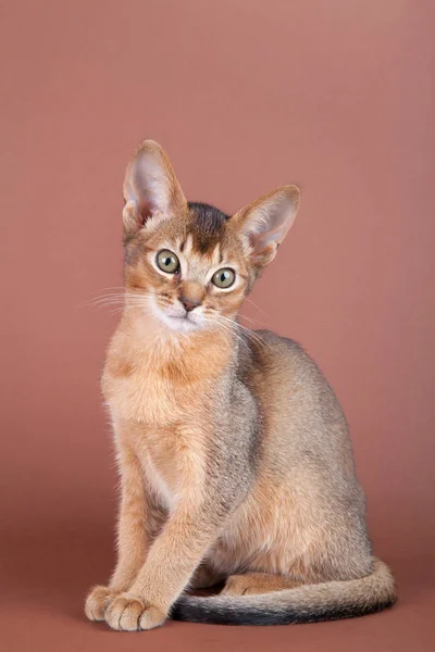 Un piccolo gatto rubicondo abissino, micio Fotografia Stock