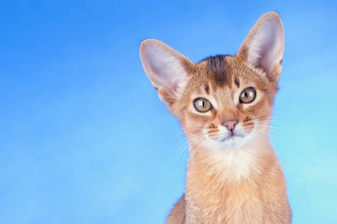 Küçük bir erkek Habeş kedisi, kedicik