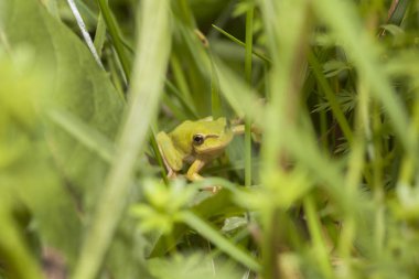 Yeşil bir kurbağa çimenlerde saklanıyor..