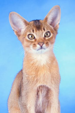 Küçük bir erkek Habeş kedisi, kedicik