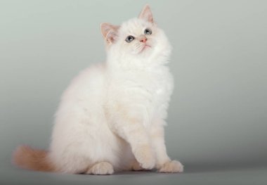 Beyaz arka planda kırmızı noktalı bir Birman kedisi