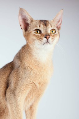 Beyaz arka planda Habeş kedisi..