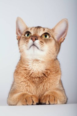 Beyaz arka planda Habeş kedisi..