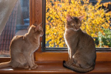 Pencere kenarında iki kedi oturuyor, Habeş kedisi.