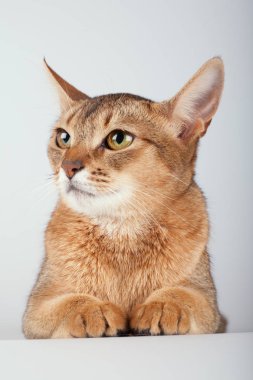 Beyaz arka planda Habeş kedisi..