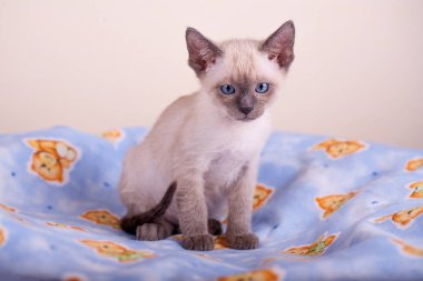 Beyaz arka planda bir siyam kedisi