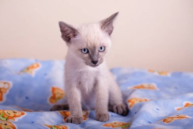 Beyaz arka planda bir siyam kedisi