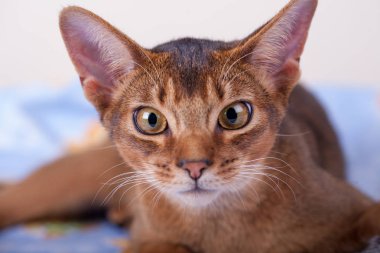 Beyaz arka planda Habeş kedisi..