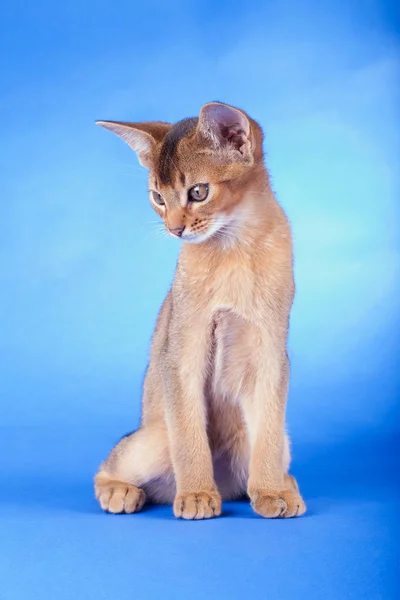 En lille mandlig abyssinian ruddy kat, kitty - Stock-foto