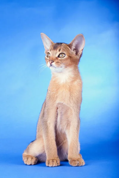 少し男性のアビシニアルディ猫、子猫 — ストック写真