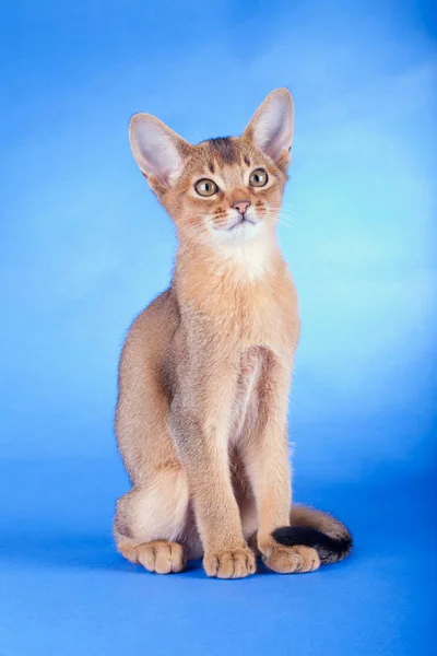 An little male  abyssinian ruddy cat, kitty — Stock Photo, Image