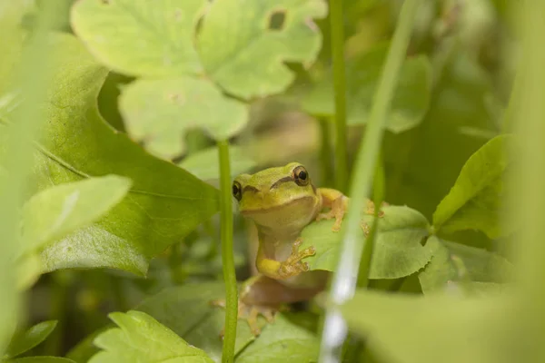 Зелена жаба ховається на траві . — стокове фото