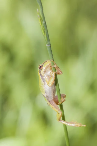 A green frog is sitting on the blade of grass.