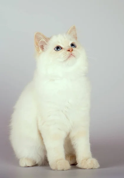 Un gatto birmano a punta rossa su sfondo bianco — Foto Stock