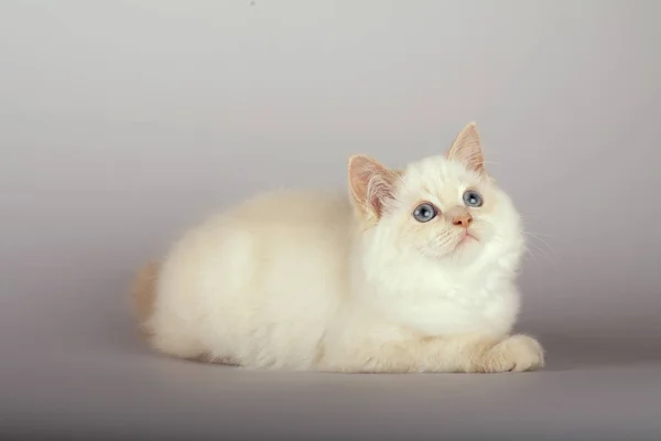 An red point  birman cat on a white background — Stock Photo, Image