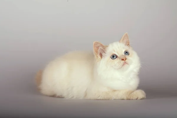 Un gato birmano de punta roja sobre un fondo blanco —  Fotos de Stock