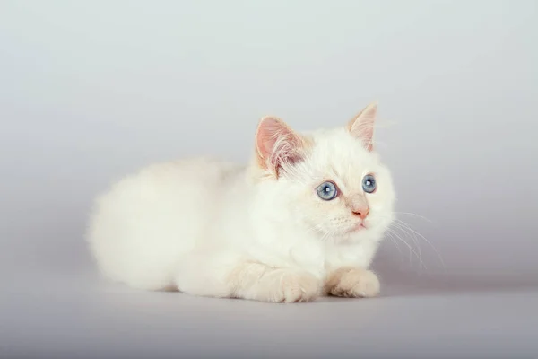 Sebuah titik merah birman kucing pada latar belakang putih — Stok Foto