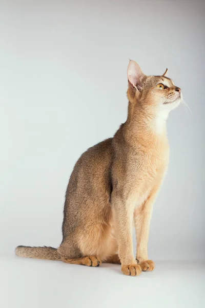 Een Abessijn roodharige kat op een witte achtergrond. — Stockfoto