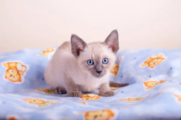 An siamese cat on a white background — Stock Photo, Image