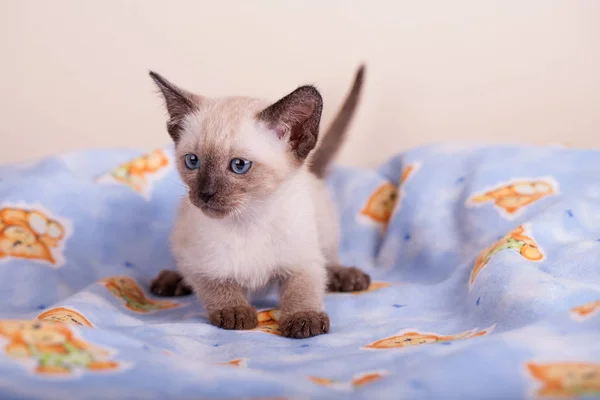 An siamese cat on a white background