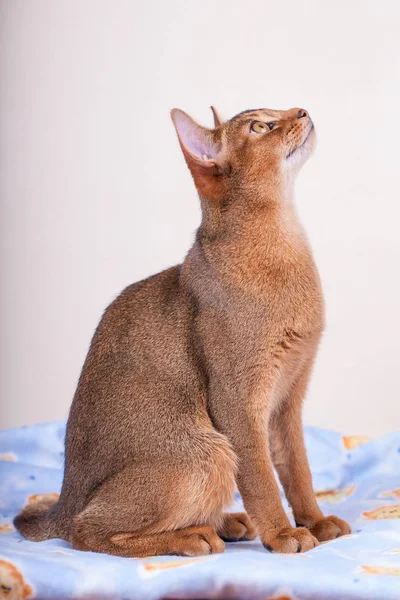 Een Abessijn roodharige kat op een witte achtergrond. — Stockfoto