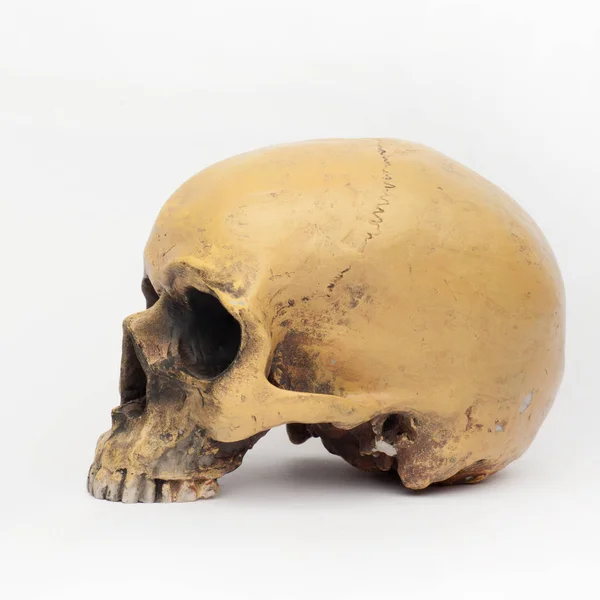 Sideview of a human skull on the white background