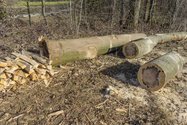Řezání, štípání dřeva, kmeny leží na louce. — Stock fotografie