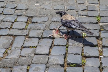 Roma sokaklarında bir kuzgun ölü fareyi yiyor.