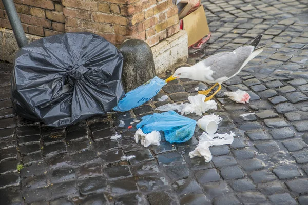 Roma - 18 de junio de 2014: Una gaviota en las calles de Roma . — Foto de Stock
