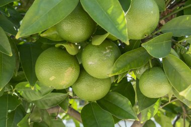 Bir narenciye ağacının yakın görüntüsü. Turunçgil yapraklı yeşil limon veya limon..