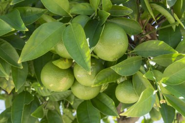Bir narenciye ağacının yakın görüntüsü. Turunçgil yapraklı yeşil limon veya limon..