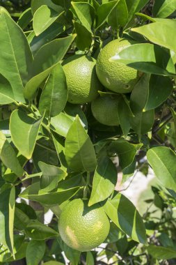 Bir narenciye ağacının yakın görüntüsü. Turunçgil yapraklı yeşil limon veya limon..