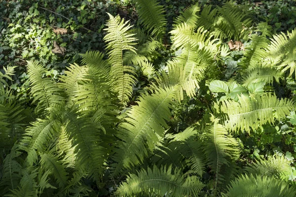 太陽の光で照らされた森の中のシダ植物. — ストック写真