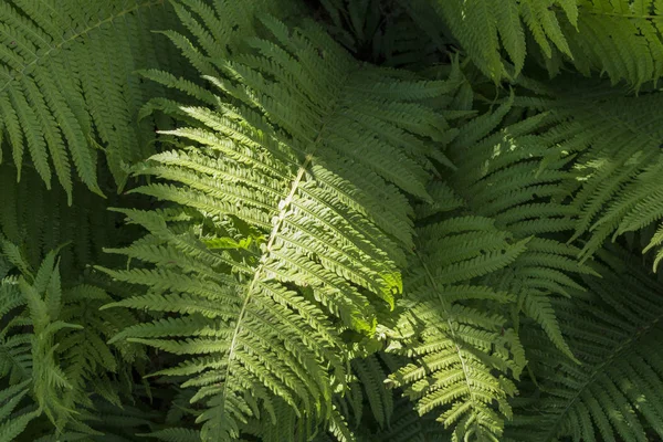 Una planta de helechos en el bosque iluminada con rayos de sol . — Foto de Stock